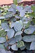 FOTHERGILLA MAJOR BLUE SHADOW