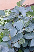 FOTHERGILLA MAJOR BLUE SHADOW