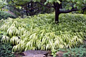 HAKONECHLOA MACRA AUREOLA