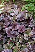 HEUCHERA OBSIDIAN