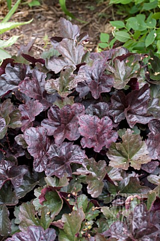 HEUCHERA_OBSIDIAN