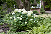 HYDRANGEA ARBORESCENS ANNABELLE