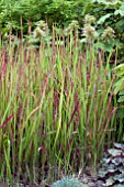 IMPERATA CYLINDRICA RED BARON