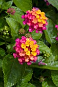 LANTANA CAMARA