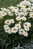 LEUCANTHEMUM SUPERBUM BROADWAY LIGHTS