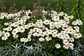 LEUCANTHEMUM SUPERBUM BROADWAY LIGHTS