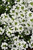 LOBULARIA MARITIMA SNOW PRINCESS