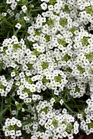 LOBULARIA_MARITIMA_SNOW_PRINCESS