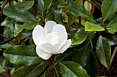 MAGNOLIA GRANDIFLORA BRACKENS BROWN BEAUTY