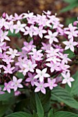 PENTAS LANCEOLATA NORTHERN LIGHTS LAVENDER