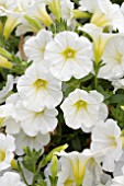 PETUNIA LITTLETUNIA WHITE GRACE