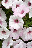 PETUNIA SUPERTUNIA VISTA SILVERBERRY