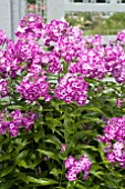 PHLOX PANICULATA LAURA