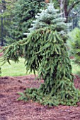 PICEA ABIES PENDULA