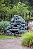 PICEA GLAUCA GLOBOSA