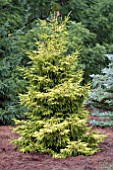 PICEA ORIENTALIS SKYLANDS