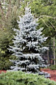 PICEA PUNGENS BIZON BLUE