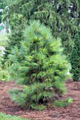 PINUS PONDEROSA HI DESERT