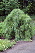 PINUS STOBUS PENDULA