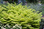 RHUS TYPHINA TIGER EYES