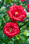 ROSA CRIMSON BOUQUET