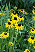 RUDBECKIA FULGIDA VIETTES LITTLE SUZY