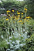 RUDBECKIA MAXIMA