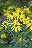 RUDBECKIA SUBTOMENTOSUM