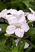 RUELLIA HUMILIS