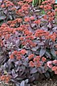 SEDUM PURPLE EMPEROR