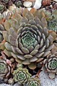 SEMPERVIVUM BLUE BOY