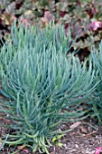 SENECIO VITALIS BLUE CHALK FINGERS