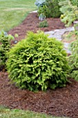 THUJA OCCIDENTALIS GOLDEN GLOBE