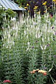 VERONICASTRUM VIRGINICUM