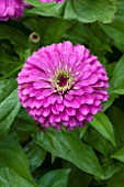 ZINNIA ELEGANS PURPLE PRINCE