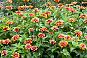 ZINNIA ELEGANS ZOWIE YELLOW FLAME