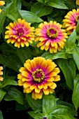 ZINNIA ELEGANS ZOWIE YELLOW FLAME