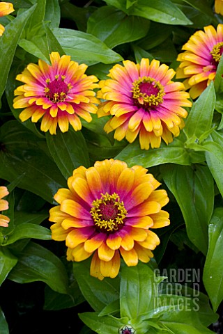 ZINNIA_ELEGANS_ZOWIE_YELLOW_FLAME