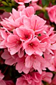 AZALEA CORAL BELLS