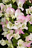 BOUGAINVILLEA IMPERIAL DELIGHT