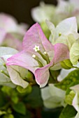 BOUGAINVILLEA IMPERIAL DELIGHT