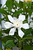 GARDENIA JASMINOIDES