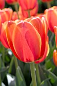 TULIPA WORLDS FAVORITE