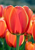 TULIPA WORLDS FAVORITE