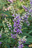 VITEX AGNUS-CASTUS