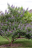 VITEX AGNUS-CASTUS