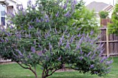 VITEX AGNUS-CASTUS