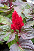 CELOSIA SMART LOOK RED