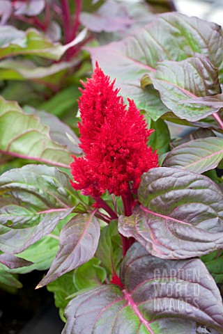 CELOSIA_SMART_LOOK_RED