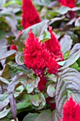 CELOSIA SMART LOOK RED